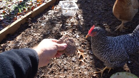 Is chewing cubed steak too tough a task for chickens?