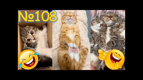 Funny Cats Being Hilarious!