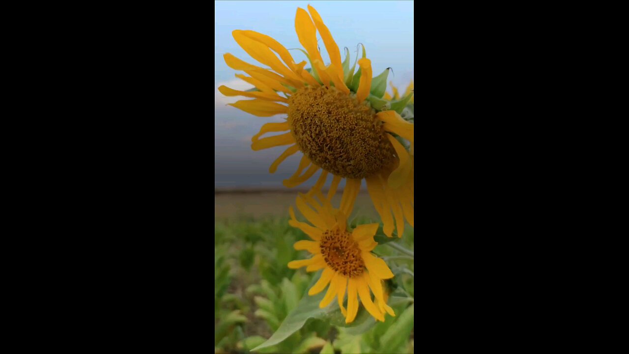 🌿 Surah Al-Baqarah 2:201–202 | The Most Beautiful Dua for Dunya & Akhirah 🤲 #Quran #shorts #love