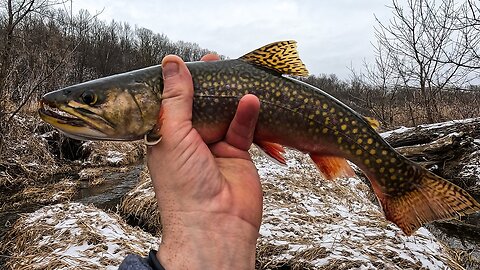 Huge Brook Trout My Biggest Catch Yet! #shorts