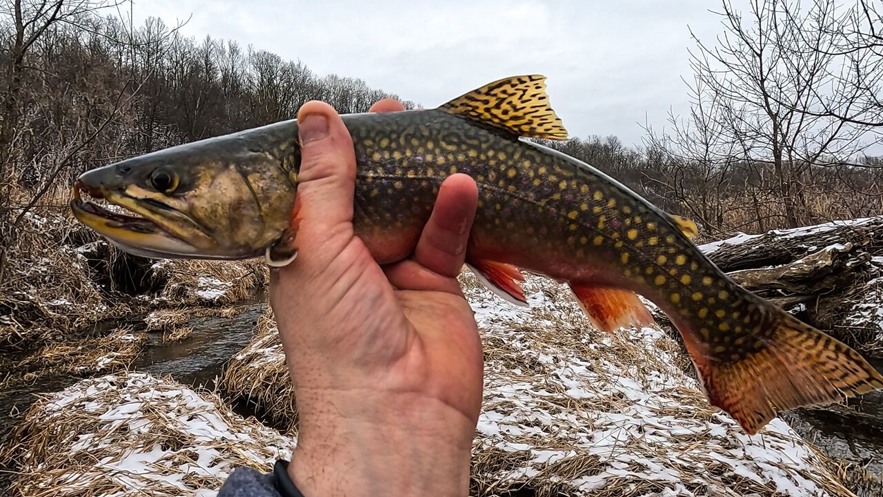 Huge Brook Trout My Biggest Catch Yet!