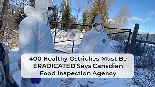 Clip #1: 400 Healthy Ostriches Must Be ERADICATED Says Canadian Food Inspection Agency