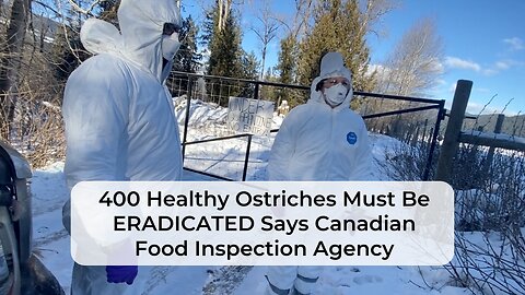 400 Healthy Ostriches Must Be ERADICATED Says Canadian Food Inspection Agency