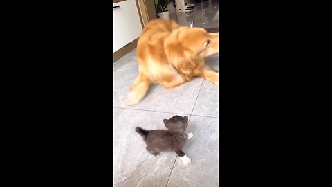 Dog and cat video.Cut video.