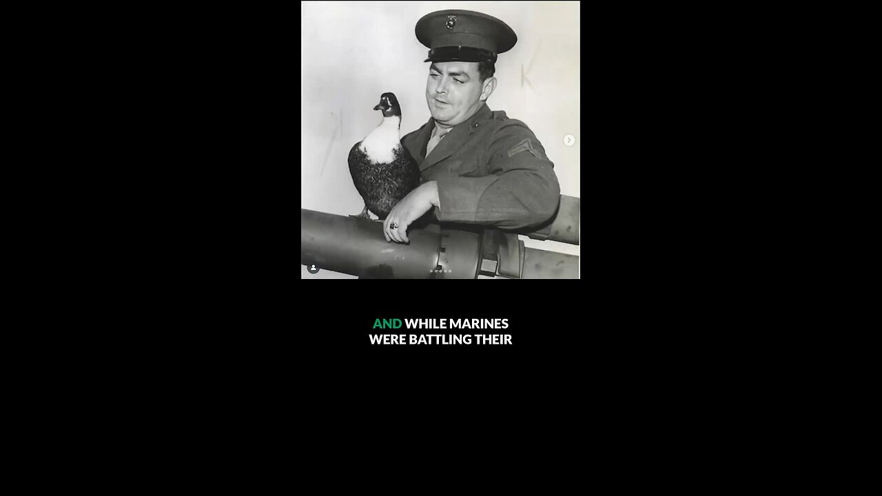 The Duck Who Marched with the Marines