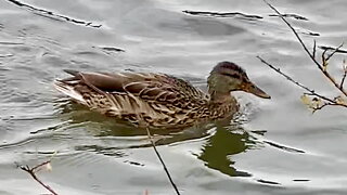 Duck Paddling Towards Shore