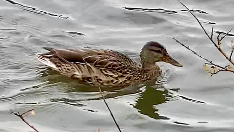 Duck Paddling Towards Shore
