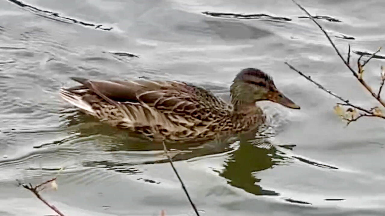 Duck Paddling Towards Shore