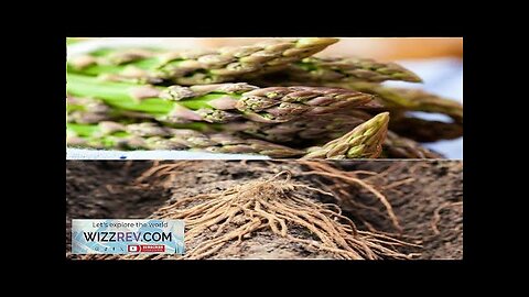 Asparagus (Crowns/Roots) Jersey Knight (Organic) – Seeds Review