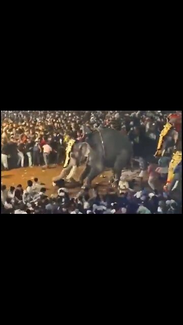 Elephant Goes On A Rampage In India During A Festival, Tosses A Person Like A Ragdoll