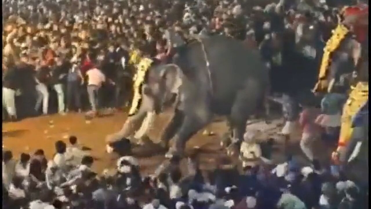 Elephant Goes On A Rampage In India During A Festival, Tosses A Person Like A Ragdoll