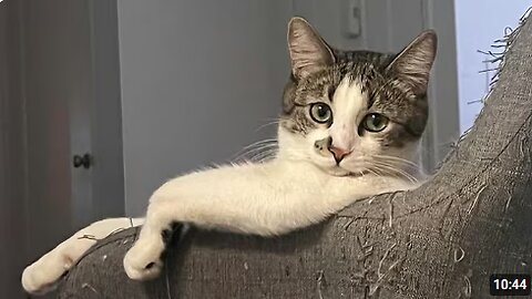 Silliest CAT in the Whole World 😂Funny Cats Video of 2025