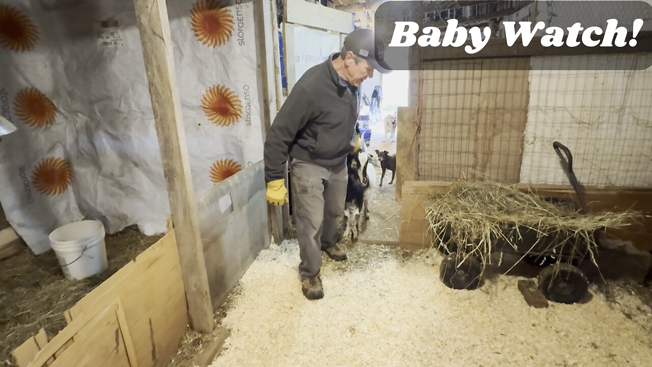 Moving Nelly the Goat to the Barn! Preparing for Baby Goats & Lambs