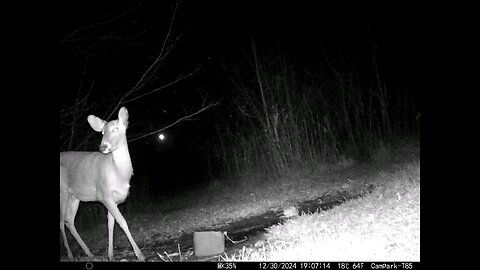 Deer Cam 12-30-2024