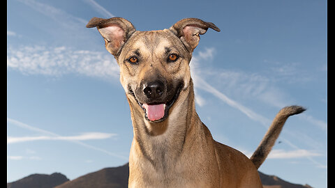 Watch brother and sister rescued dogs enjoying their new lives!