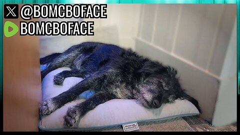 Tuesday More Testing Stream w/ Cerberus