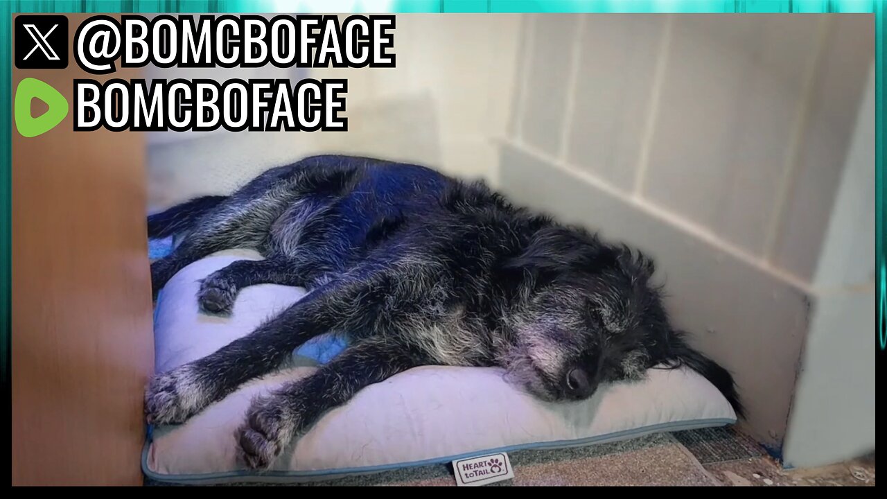 Tuesday More Testing Stream w/ Cerberus