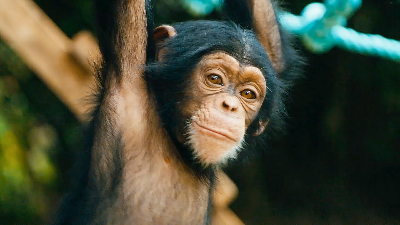 Baby Chimps Learn How To Climb