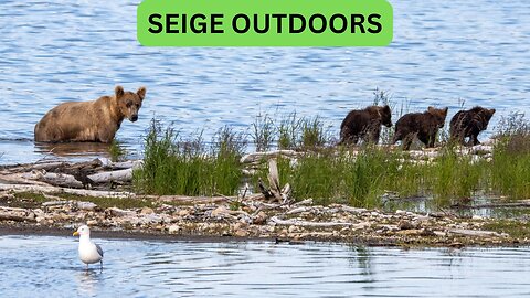 Katmai National Park Bear Feeding Live Stream!