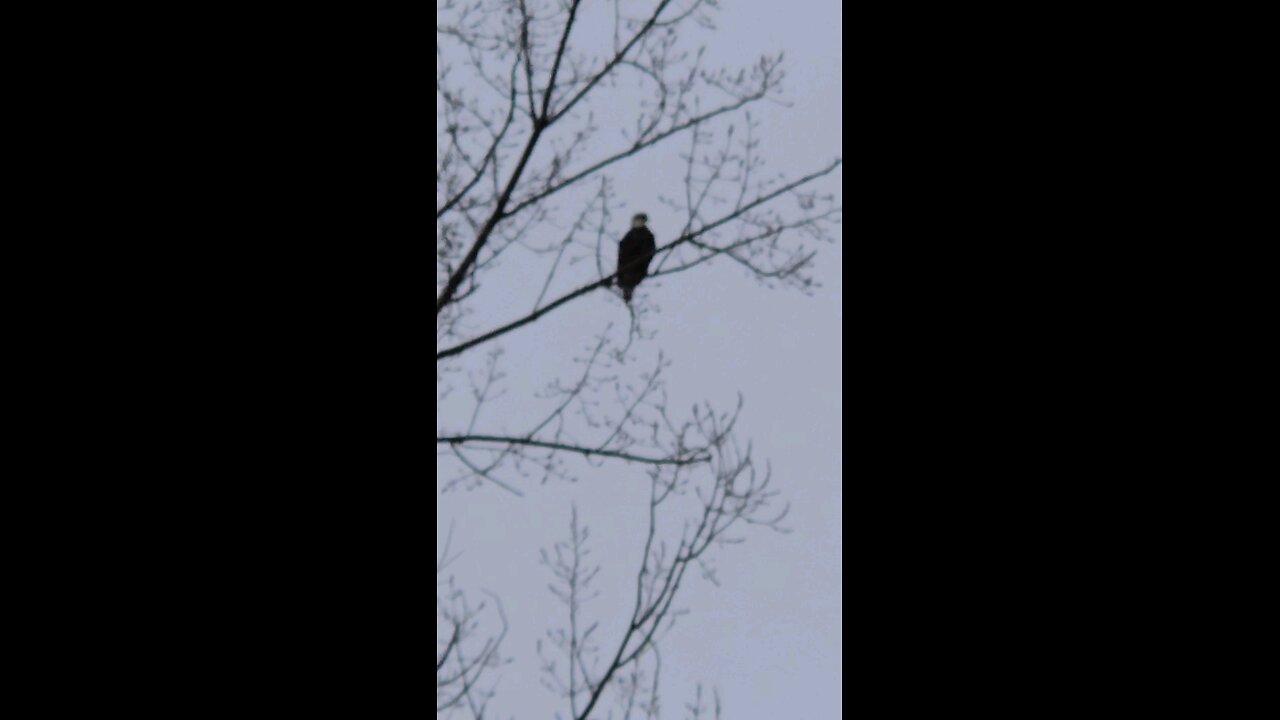 Bald Eagle visit across the street.