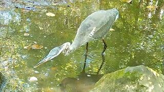 Heron Hunting Minnows