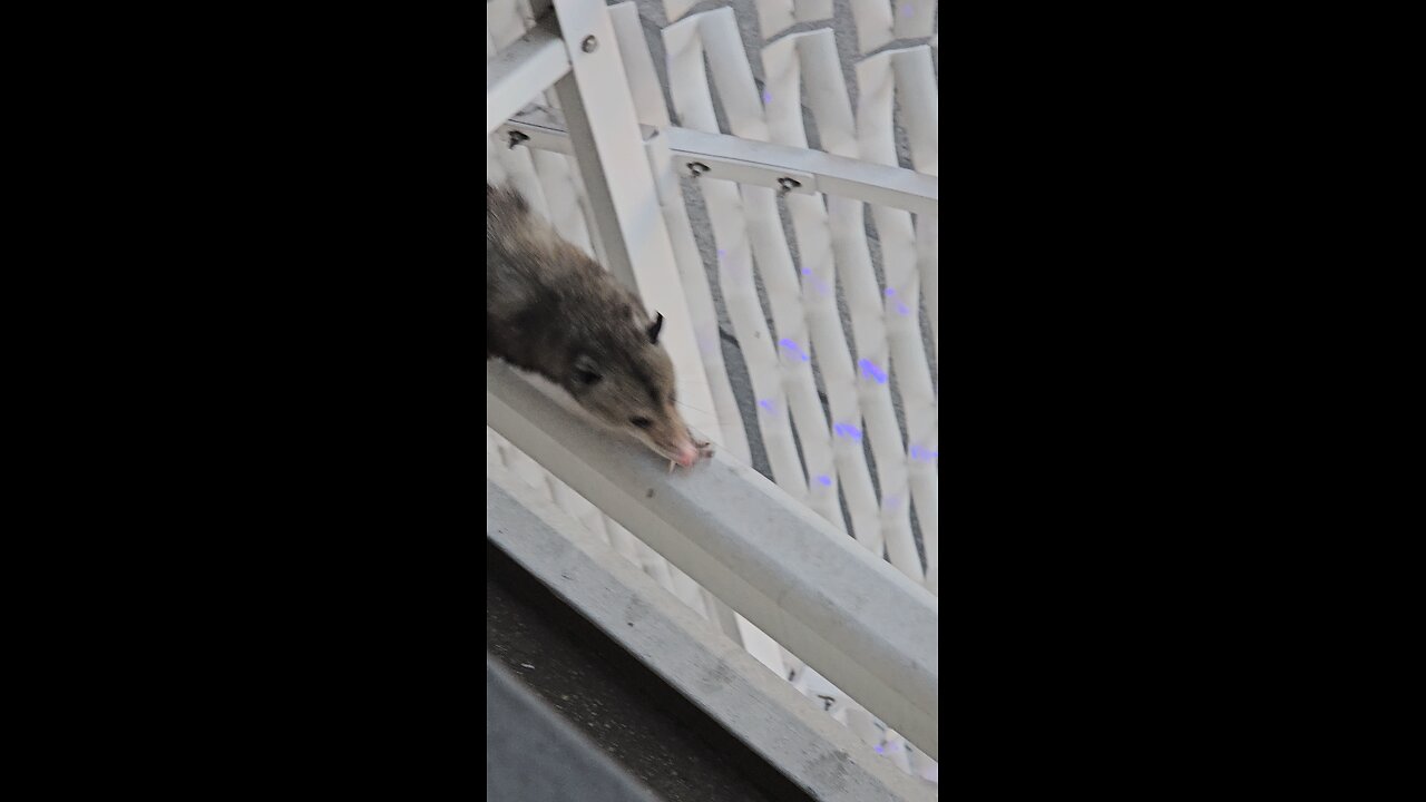 Opossum running on ledge of building