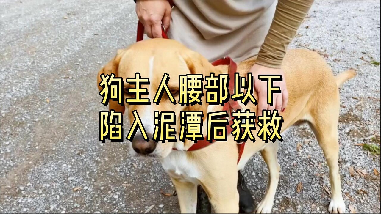 狗主人腰部以下陷入泥潭后获救