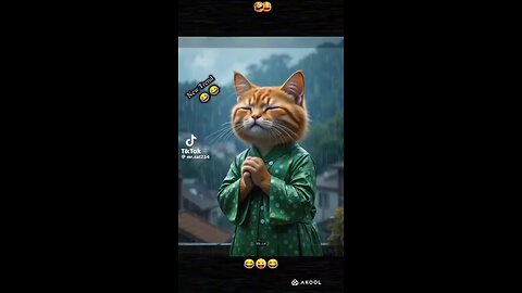 cute cat funny video