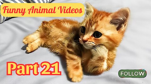 Funny Animal Videos 😂 Try Not to Laugh PART 21