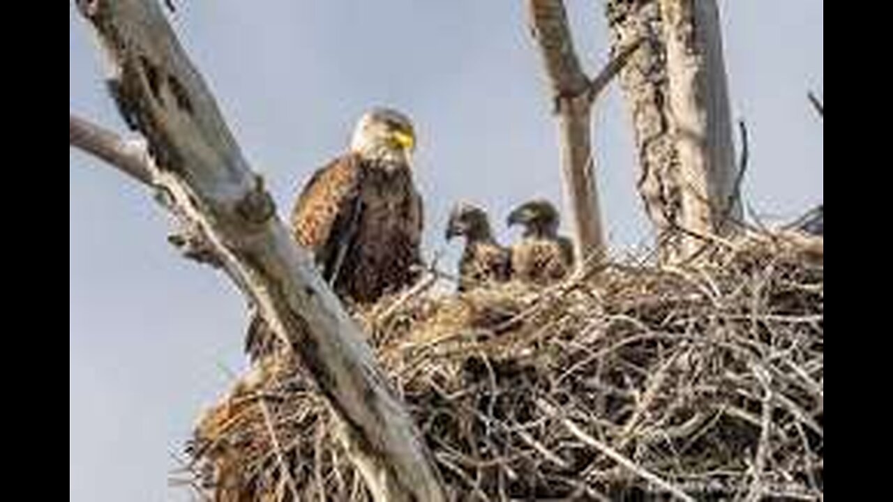 Bald Eagle Cam Glacier Gardens, Juneau, AK