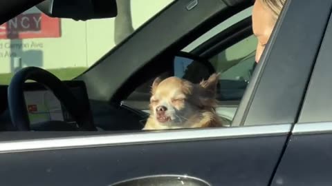 No Thoughts From Sunbathing Dog