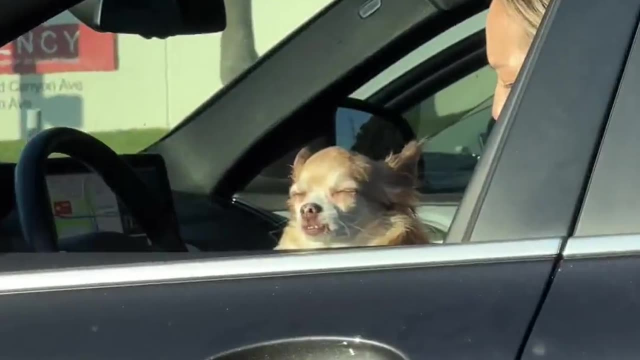 No Thoughts From Sunbathing Dog