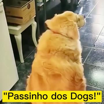 "Dog dance moves: nobody can stop this group!"