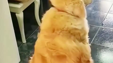 "Dog dance moves: nobody can stop this group!"