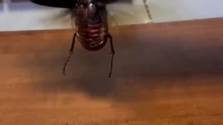 Pet beetle?
