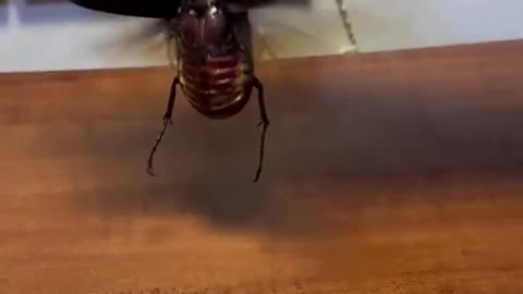 Pet beetle?