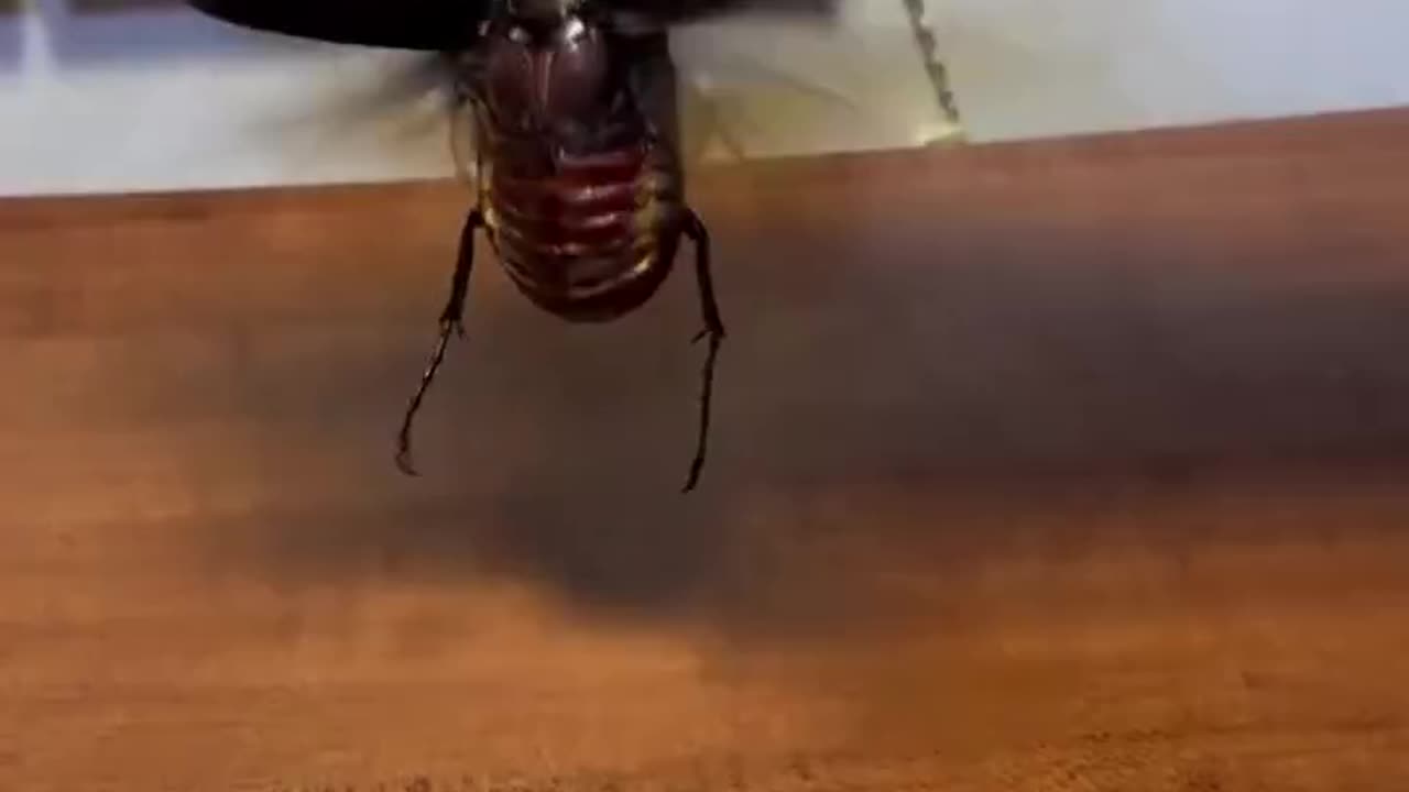 Pet beetle?