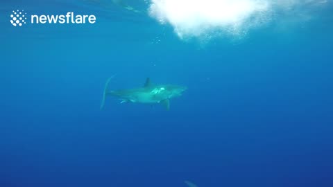 Close up of great white shark off the coast of Isla Guadalupe, Mexico