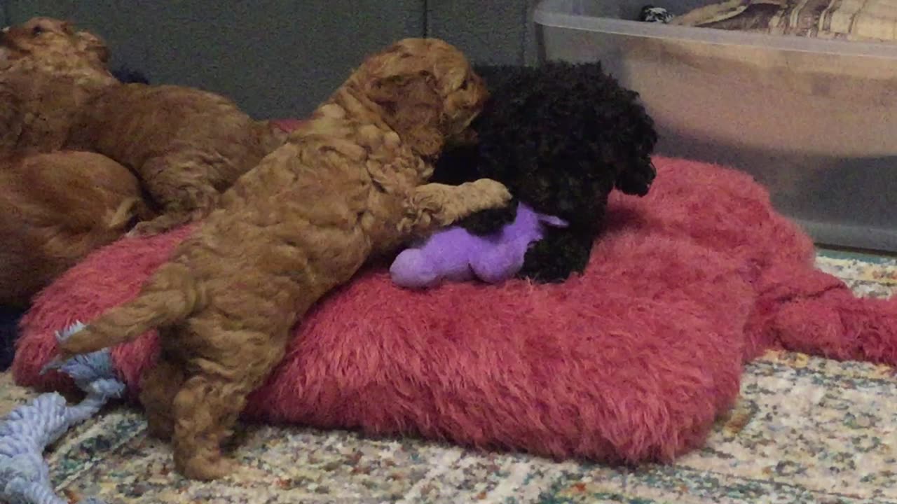 Lovely puppies 2