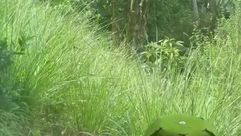 🐶🦥 Your Dog's Unusual Obsession! | FunFM