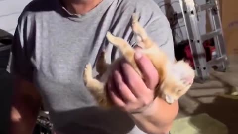 😮🐱 Kitten Plays Dead When Caught! | FeedMyCuriosity