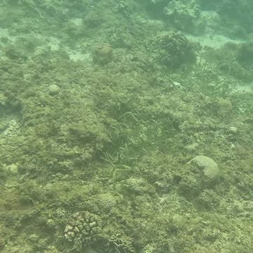 Afternoon Snorkeling