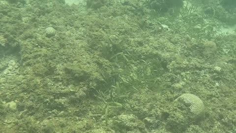 Afternoon Snorkeling