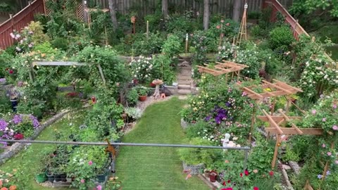 |June 21, 2025 — Backyard full view |#rose |#gardening |#dogs |#cats |#healing |#My pets my garden |