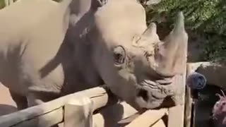 Man Plays Rhino Music