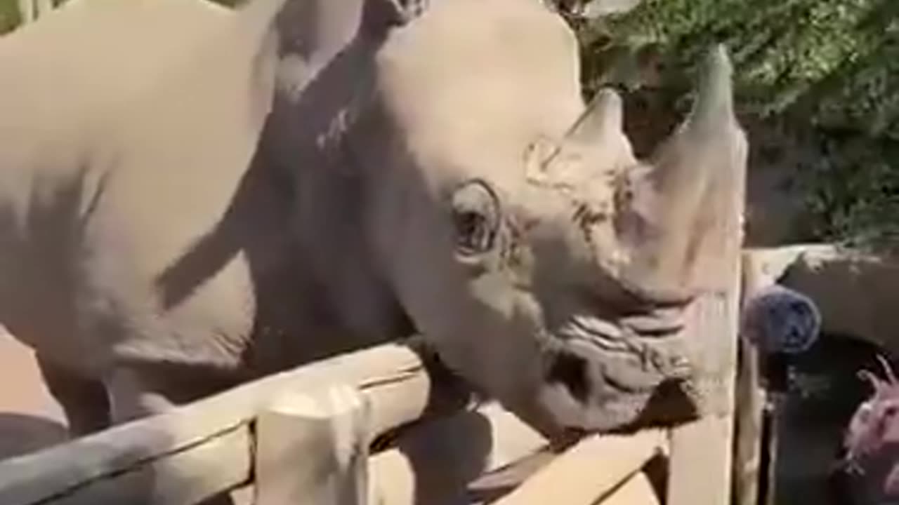 Man Plays Rhino Music