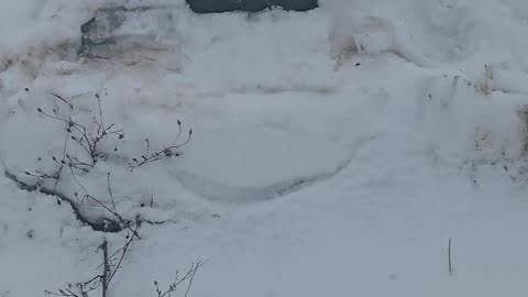 Truck Plate Frozen Into Snowbank