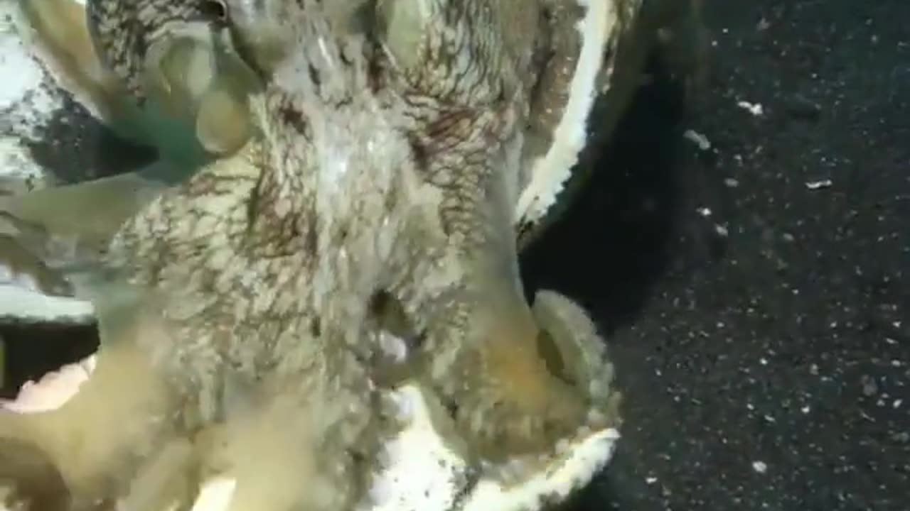 Octopus found a new house.. 😊