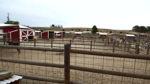 Back at Babby farms, and one very happy horse!