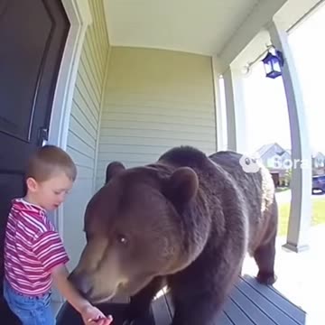 Tommy, Is That A Bear?